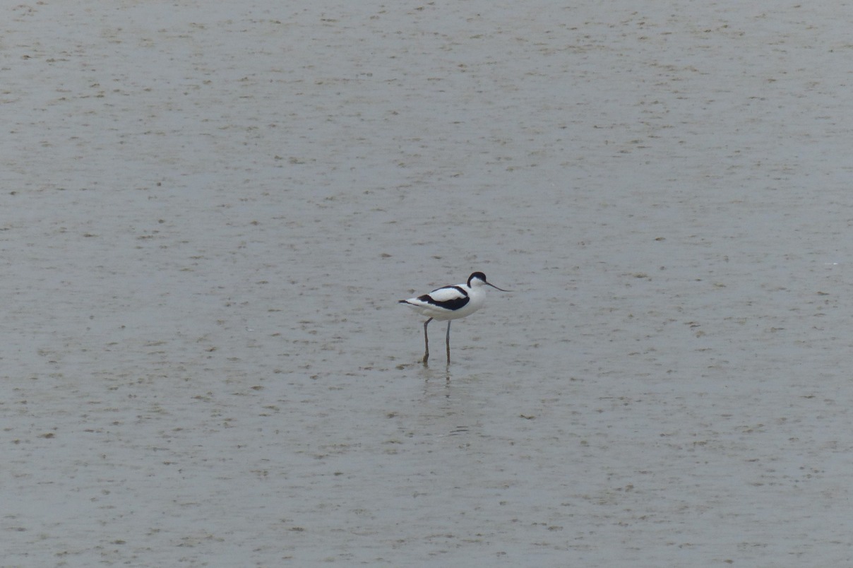 Avocet