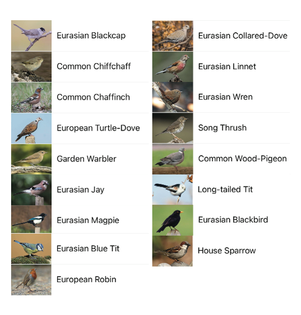 Birds