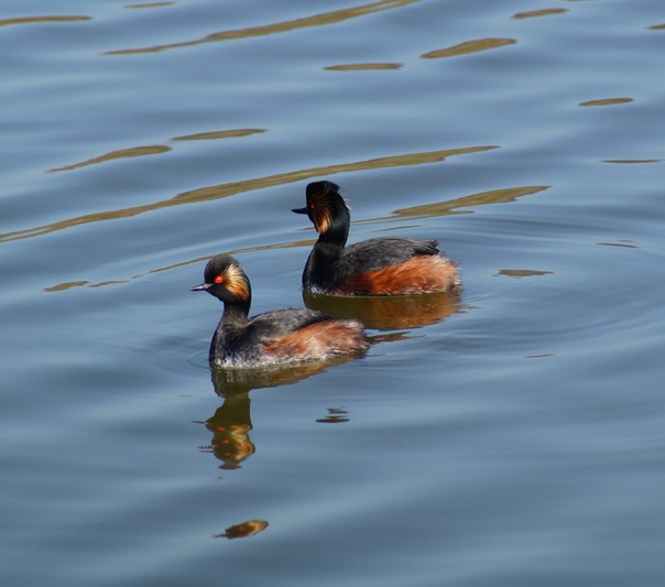 Black-necked Grebe