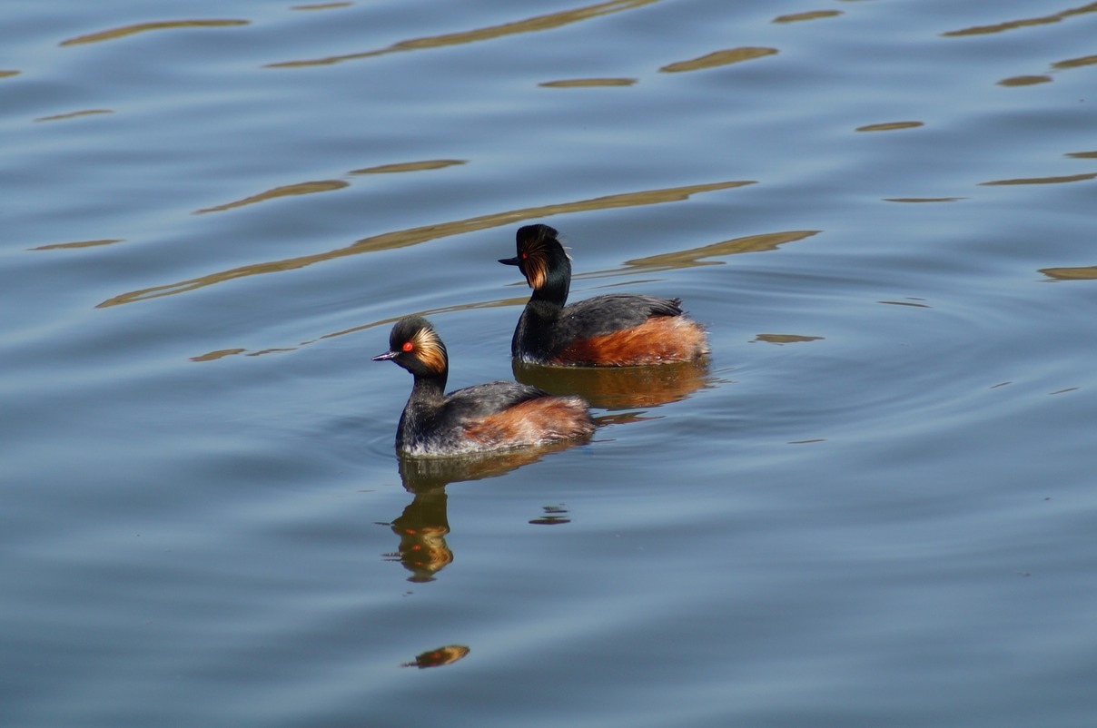 Black-necked Grebe