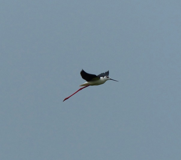 Black Winged Stilt
