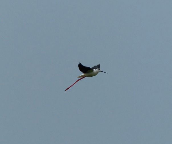 Black Winged Stilt
