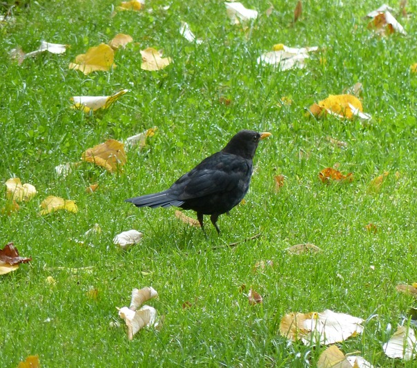Blackbird