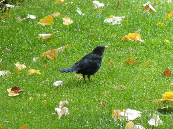 Blackbird