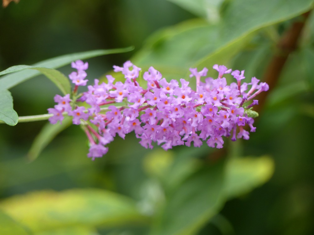 Buddleia.JPG