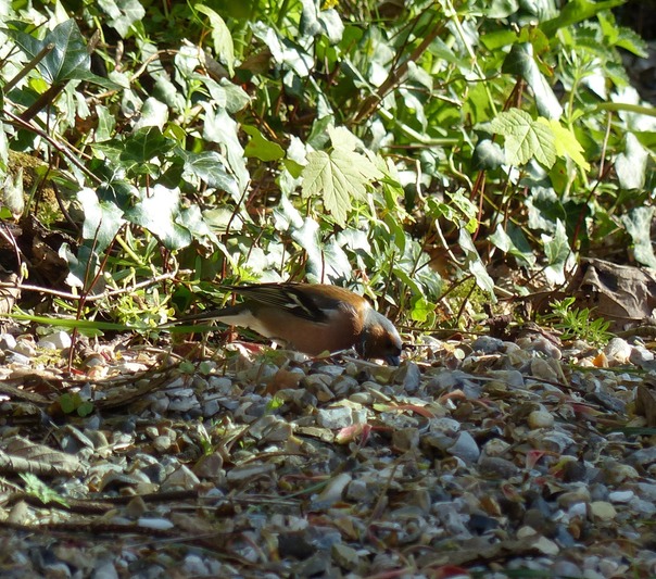 Chaffinch