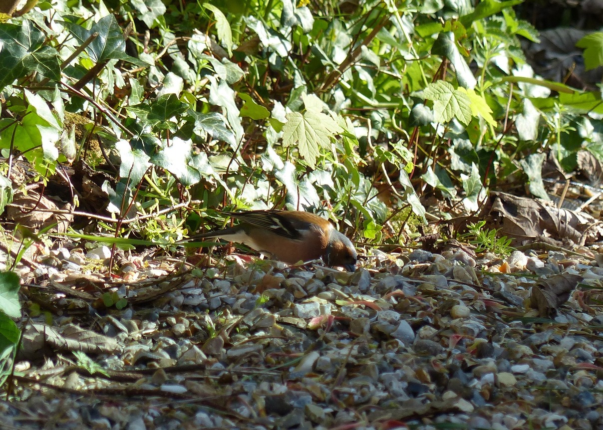 Chaffinch