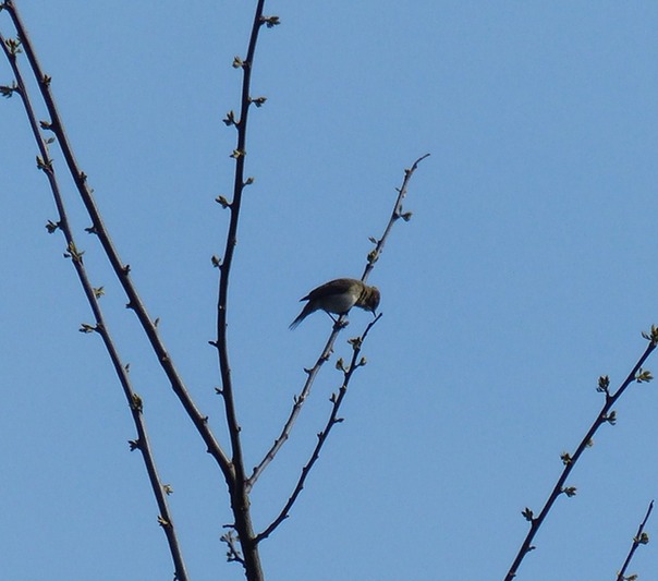 Chiffchaff