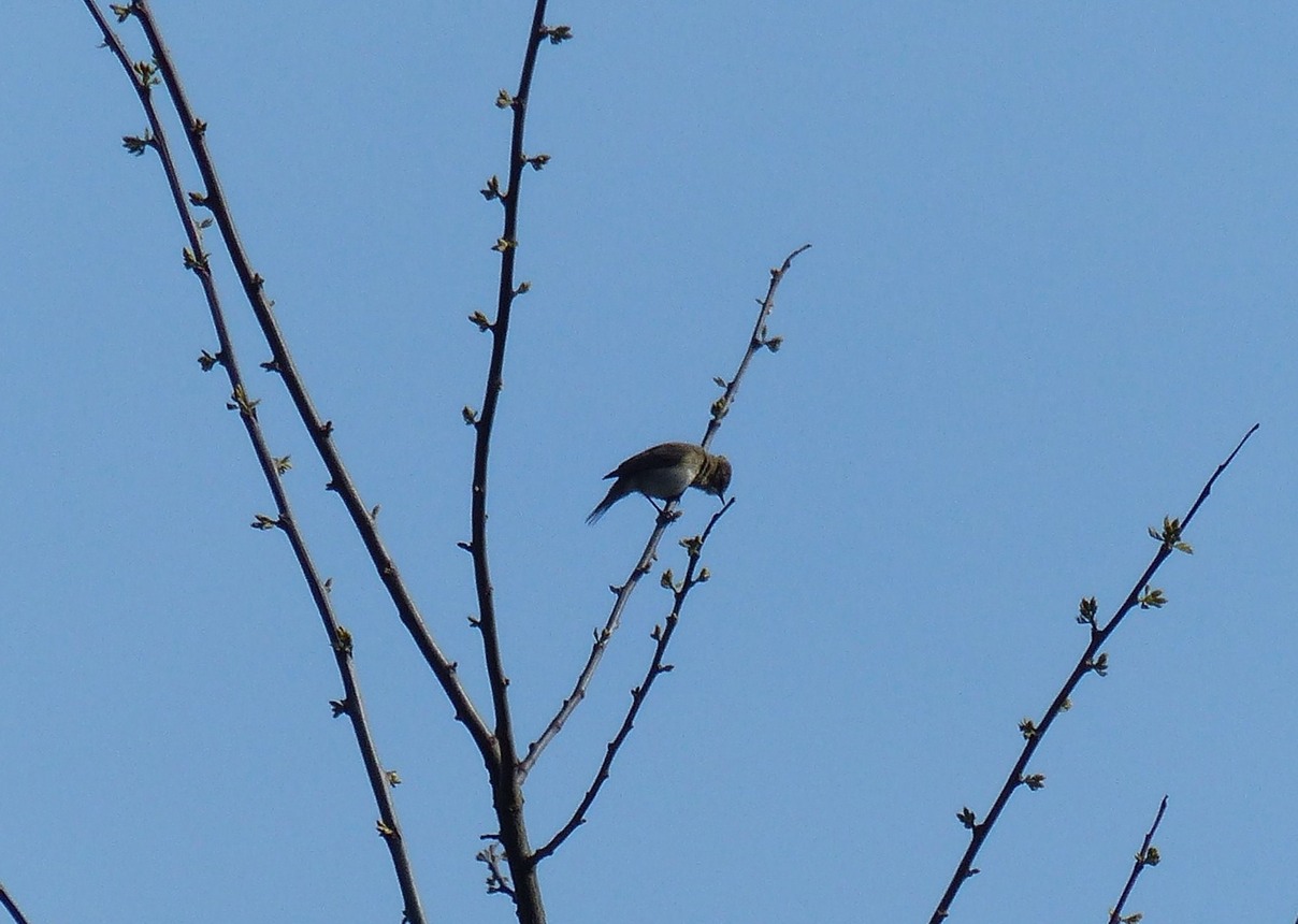Chiffchaff