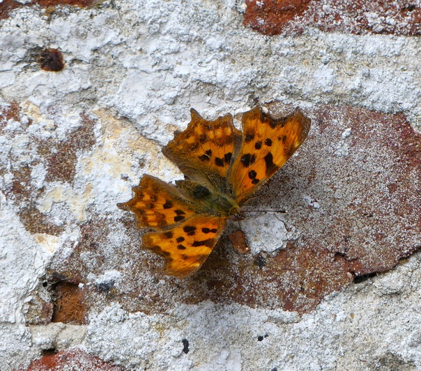 Comma