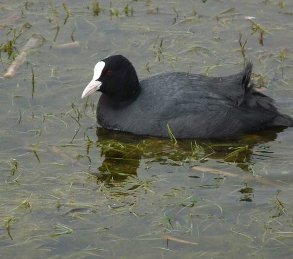 Coot