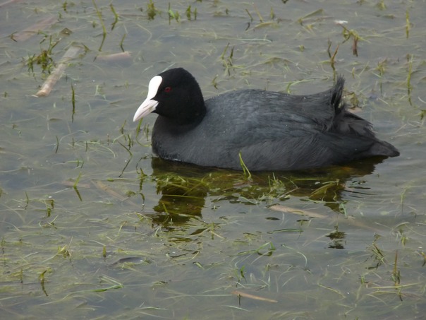 Coot
