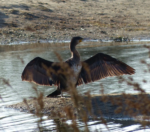 Cormorant