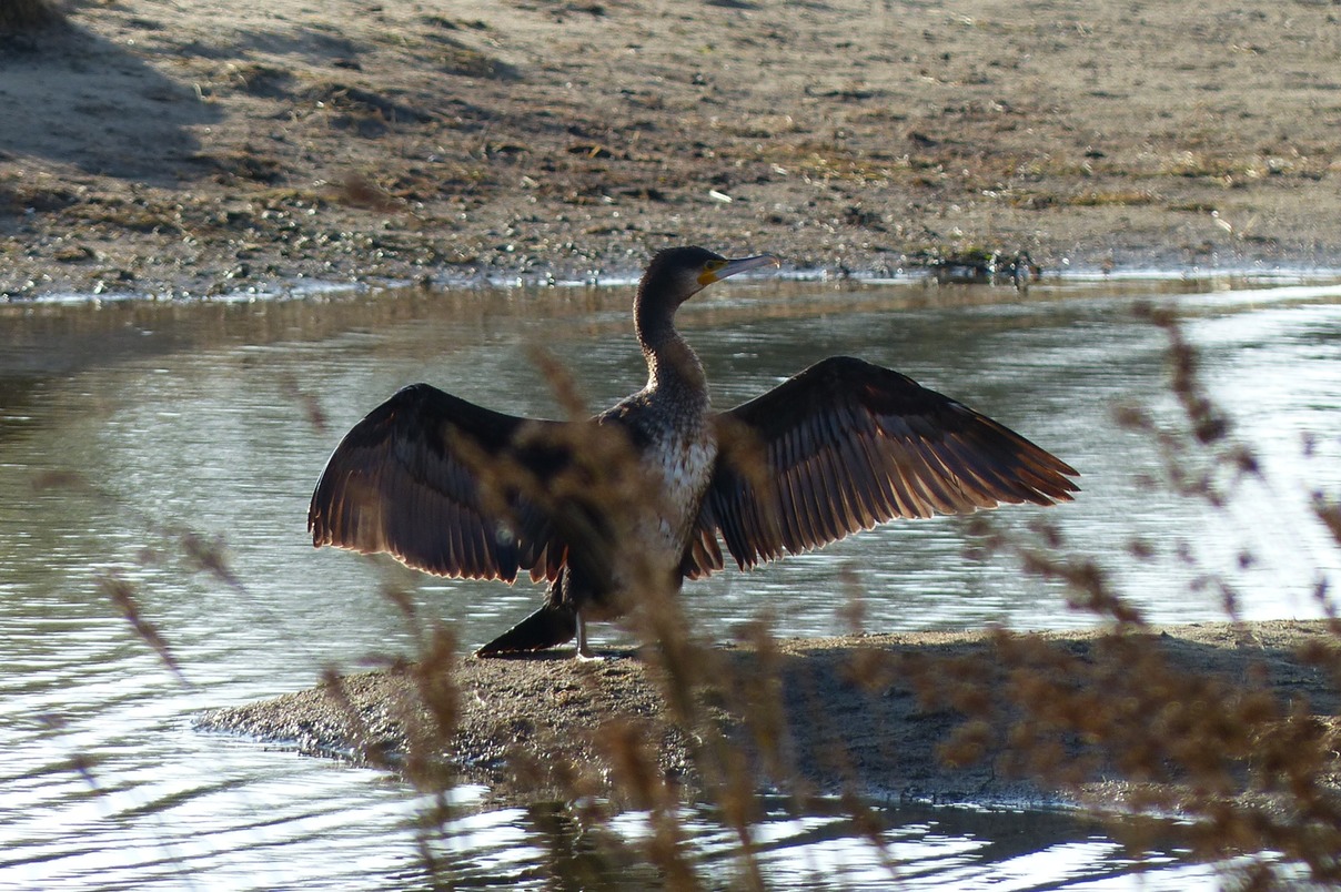 Cormorant