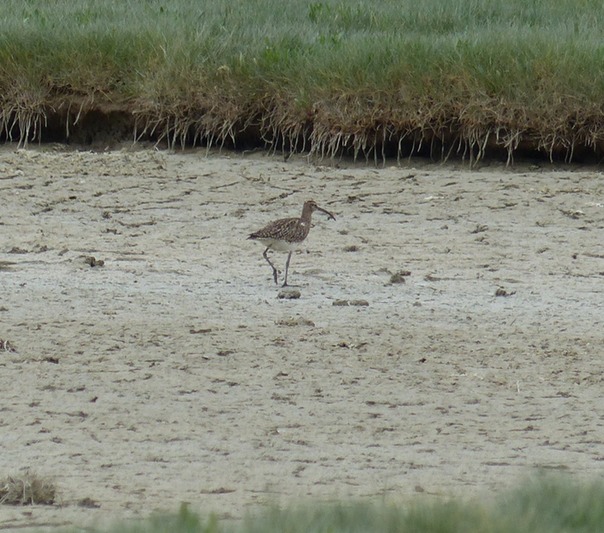 Curlew