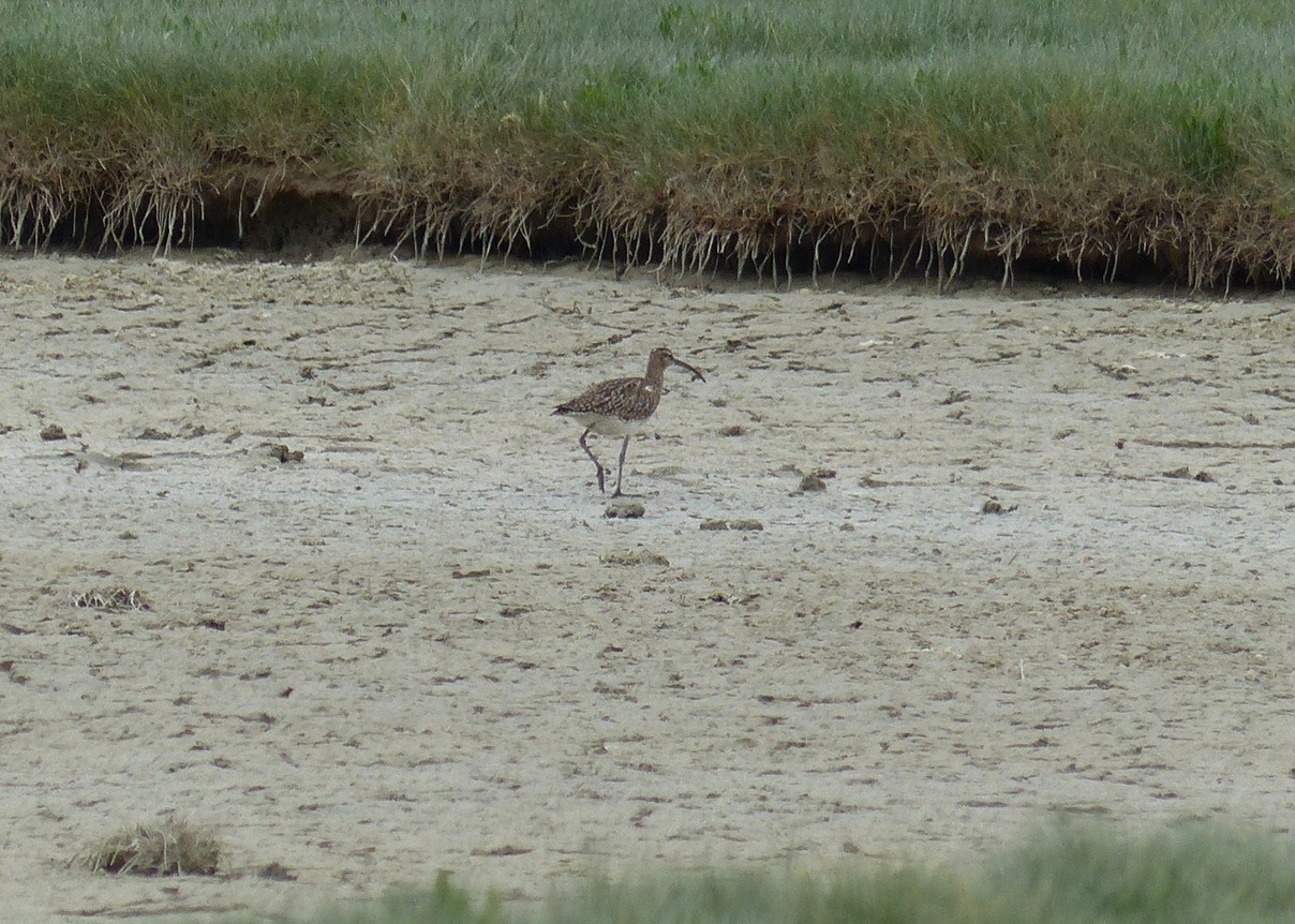 Curlew