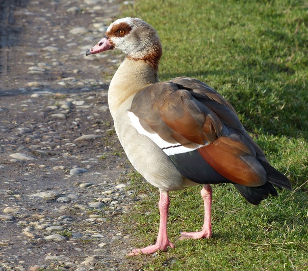 Egyptian Goose.JPG