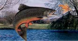 Fishing