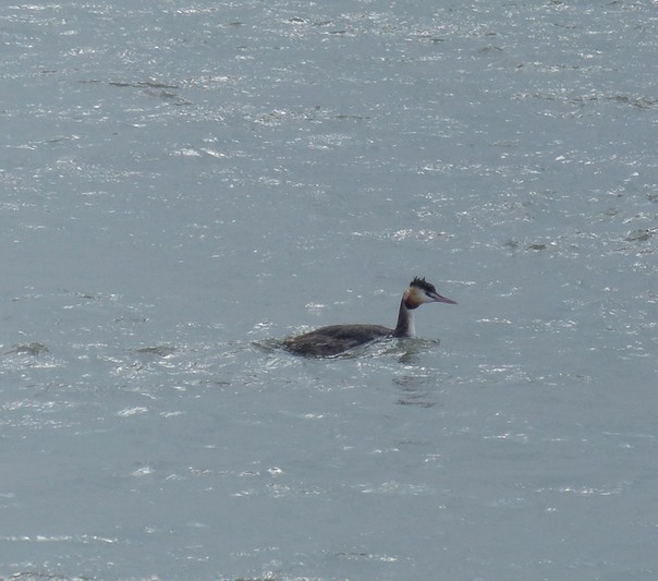Great Crested Grebe