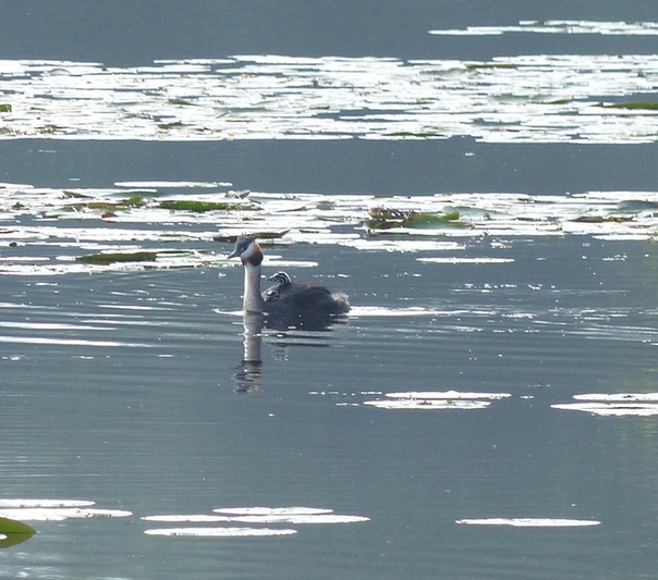 Great Crested Grebe with Young