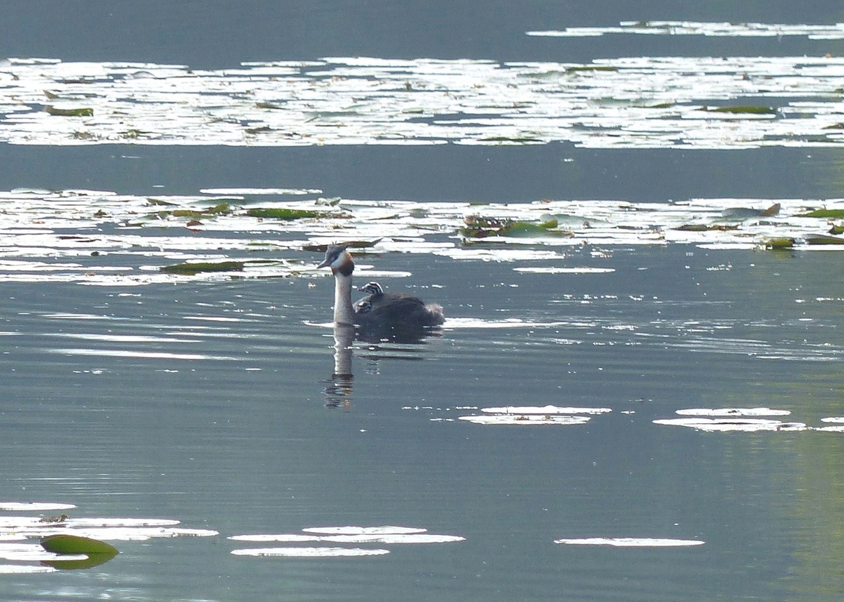 Great Crested Grebe with Young