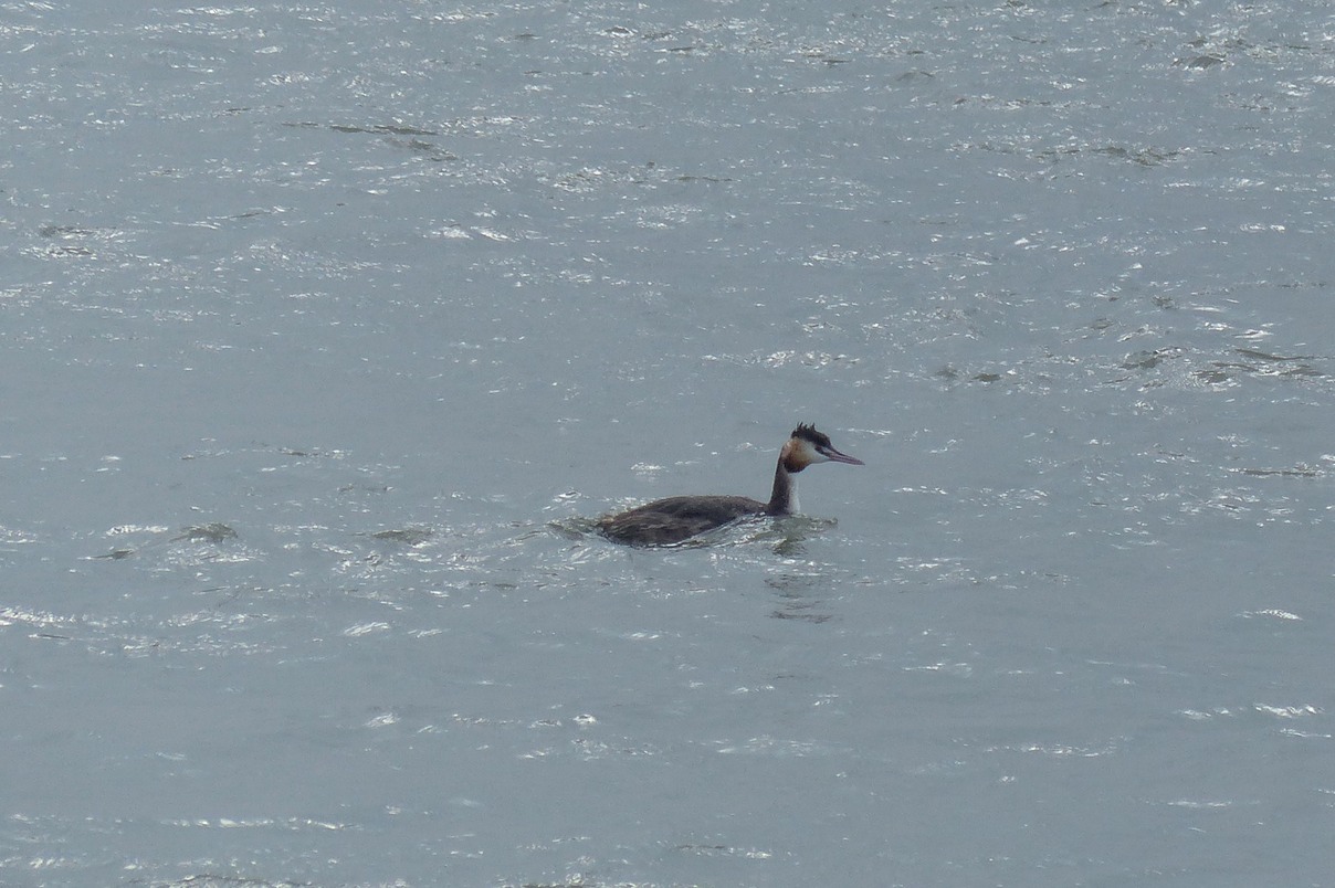 Great Crested Grebe