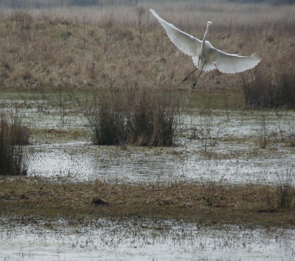 Great White Egret