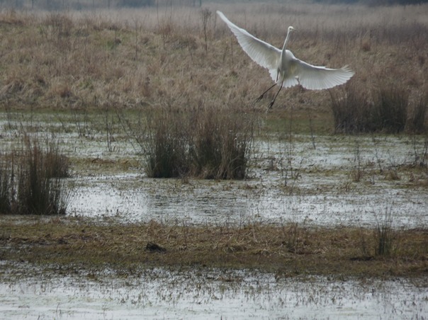 Great White Egret