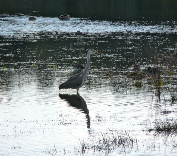 Grey Heron
