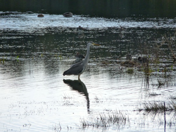 Grey Heron