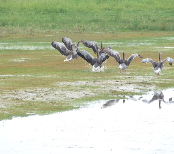Greylag Geese