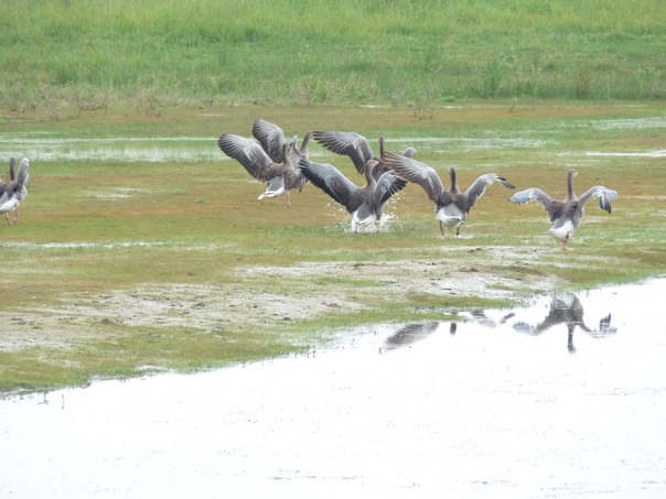 Greylag Geese