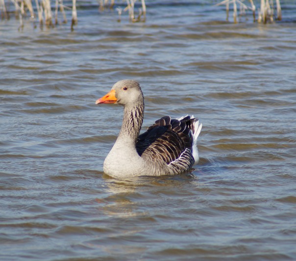 Greylag Goose