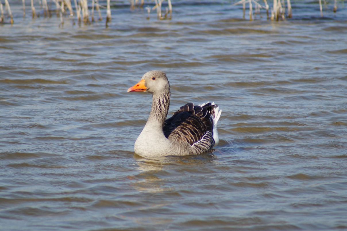 Greylag Goose