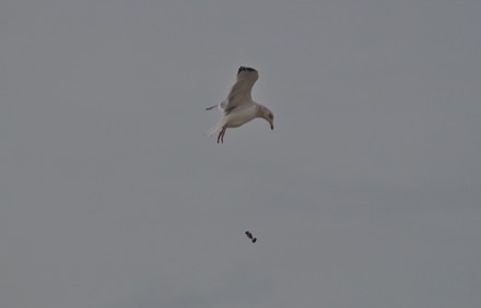 Gull.jpg
