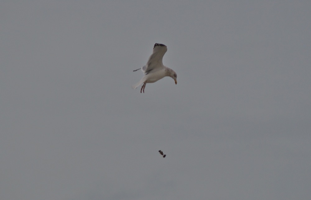 Gull.jpg
