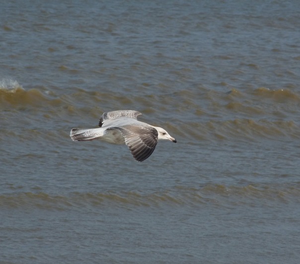 Herring Gull