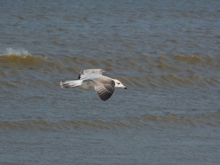 Herring Gull