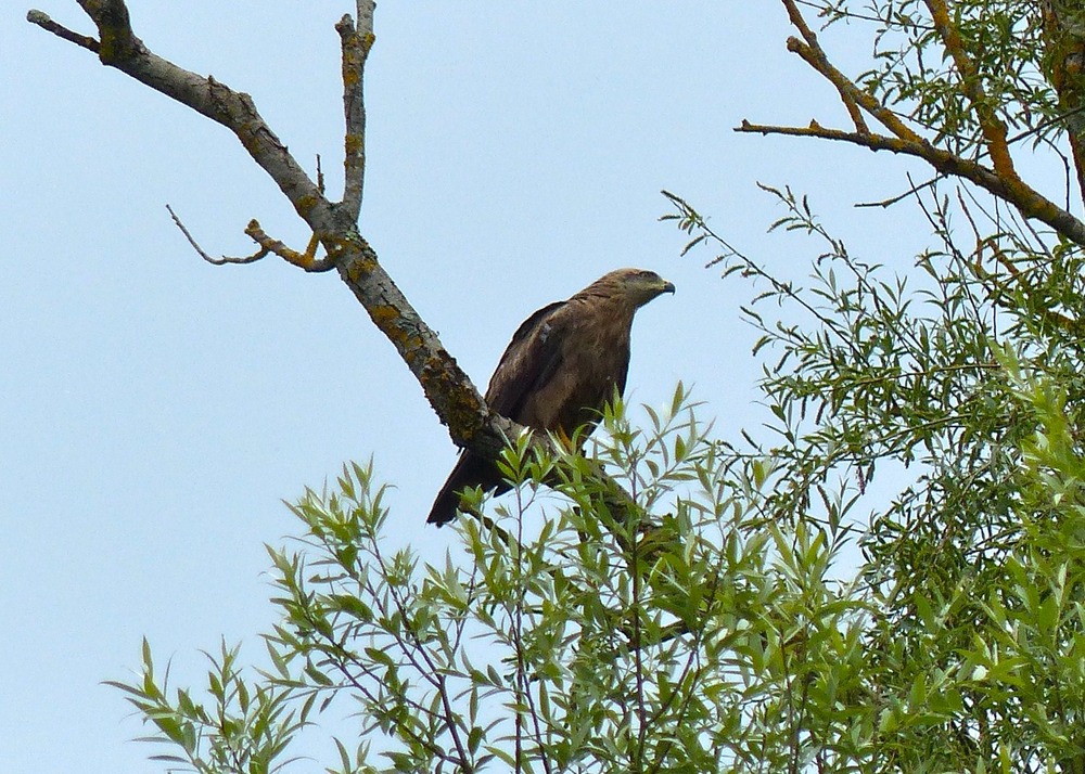 Honey Buzzard.JPG