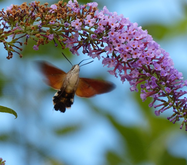 Hummingbird Hawk-Moth