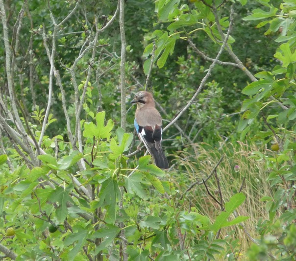 Jay