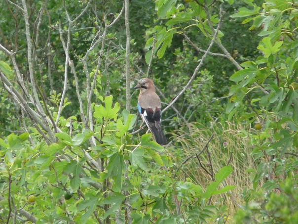 Jay