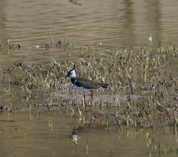 Lapwing