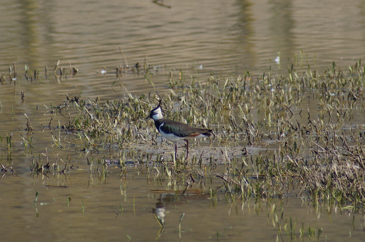 Lapwing