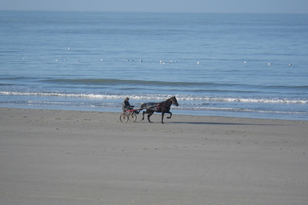 Le Trot