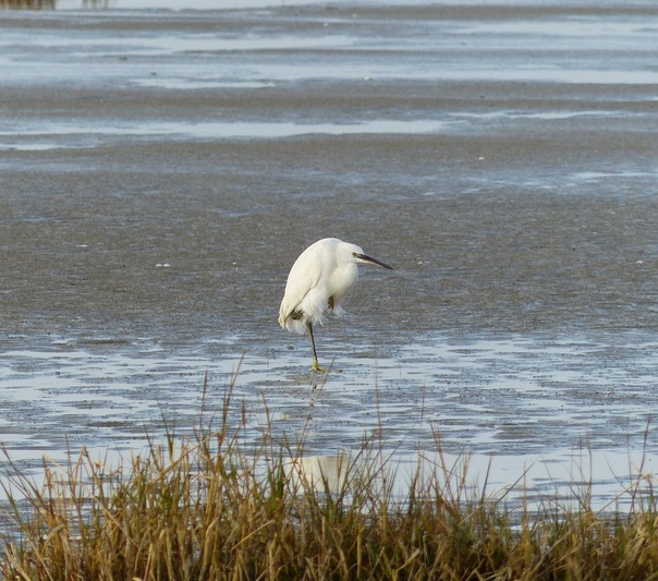Little Egret