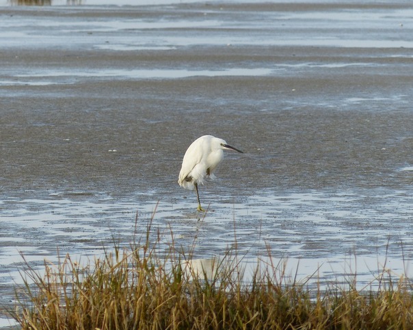 Little Egret