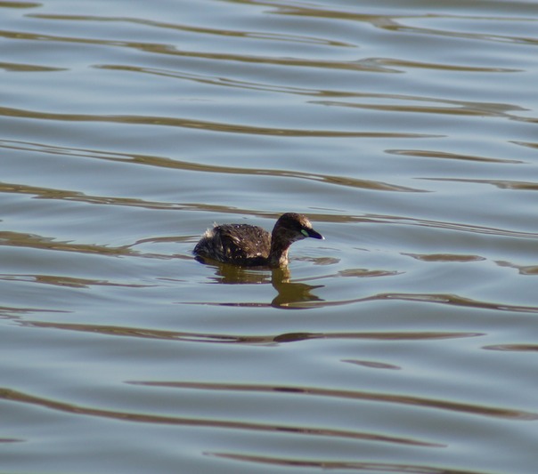 Little Grebe
