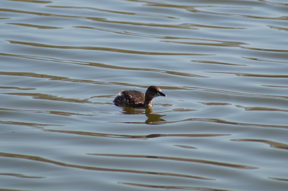 Little Grebe