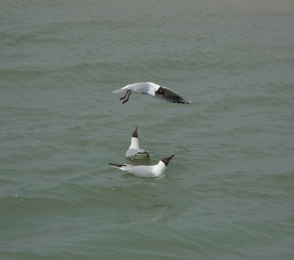Black-headed Gull (Breeding plumage)